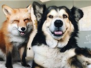 Khoảnh khắc tuyệt vời của chó và cáo đỏ