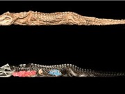 Phát hiện cá sấu không đầu trong mộ cổ Ai Cập