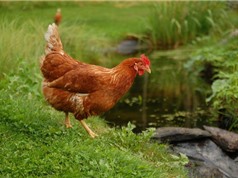 10 loài gà đẻ trứng nhiều nhất thế giới