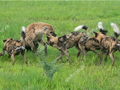 Clip: Chó hoang châu Phi hỗn chiến với linh cẩu