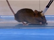 Nghiên cứu biến chuột thành "sát thủ máu lạnh"