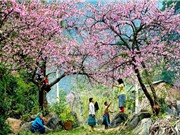 Những địa điểm ngắm hoa mùa Xuân đẹp nhất Việt Nam