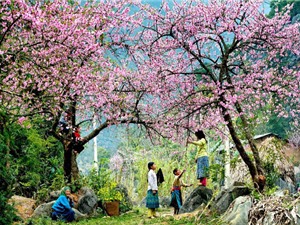 Những địa điểm ngắm hoa mùa Xuân đẹp nhất Việt Nam