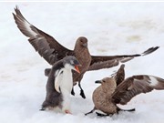 Cánh cụt non dũng cảm chiến đấu chống lại 2 con chim biển