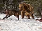Gấu Bắc Mỹ láu cá cướp miếng ăn từ miệng sói