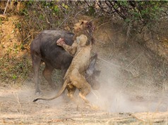 Clip: Trâu rừng dũng cảm chiến đấu với sư tử đực