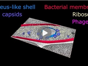 Con người xuất hiện trên Trái đất nhờ virus 