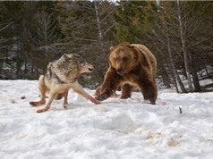 Gấu xám hung hăng cướp mồi của chó sói