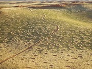 Giải mã bí ẩn các vòng tròn cát trên sa mạc Namib, Namibia