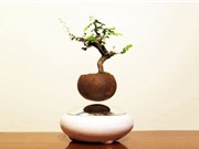 Clip: "Siêu phẩm" bonsai mini bay như chim giữa Hà Nội