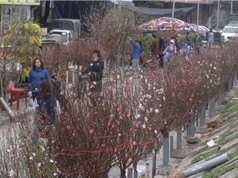 Chùm ảnh hoa đào khoe sắc ở chợ hoa Tết nổi tiếng nhất Hà Nội