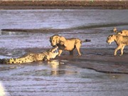 Clip: Cá sấu “chiến đấu” với 3 con sư tử