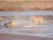 Bầy sư tử đói tấn công cá sấu khổng lồ để cướp mồi