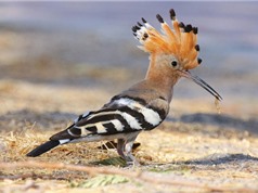 Những loài chim có “mái tóc” ấn tượng nhất thế giới