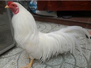 Bộ lông tuyệt đẹp của giống gà tre bản địa Việt Nam