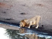 Clip: Sư tử ngậm ngùi nhìn hà mã giành mất con mồi