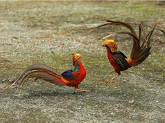 Chiêm ngưỡng loài chim có bộ lông bảy sắc cầu vồng 