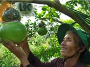 Kỹ thuật trồng đào tiên hồ lô Tài Lộc cho thu nhập trăm triệu