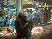 Chú khỉ già nhất thế giới qua đời ở tuổi 60