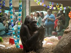 Chú khỉ già nhất thế giới qua đời ở tuổi 60
