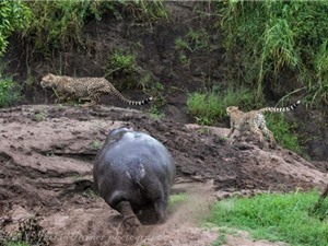 Hà mã điên tiết đuổi đàn báo đốm chạy té khói