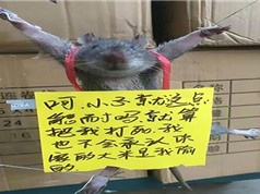 Chuột trộm gạo bị hành hạ gây phẫn nộ ở Trung Quốc