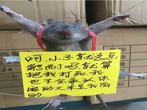 Chuột trộm gạo bị hành hạ gây phẫn nộ ở Trung Quốc