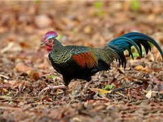 Bộ lông siêu đẹp của loài gà rừng chỉ có ở Indonesia