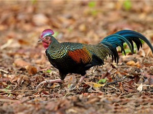 Bộ lông siêu đẹp của loài gà rừng chỉ có ở Indonesia