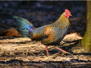 Bộ lông cực độc của giống gà đặc hữu Ấn Độ