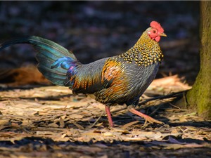 Bộ lông cực độc của giống gà đặc hữu Ấn Độ