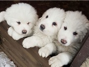 3 chú chó con sống sót sau 5 ngày lở tuyết ở Italia