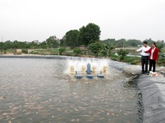 Mô hình nuôi cá độc đáo ở Hòa Phong, Hưng Yên