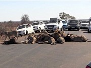 Tắc nghẽn giao thông vì đàn sư tử ăn trưa giữa đường