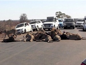 Tắc nghẽn giao thông vì đàn sư tử ăn trưa giữa đường