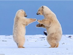 Gấu trắng vui vẻ nhảy múa, hôn nhau giữa trời tuyết