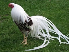 "Điểm danh" những loài gà đẹp có nguy cơ bị tuyệt chủng