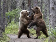 Gấu nâu hoang dã ra đòn hiểm với đồng loại