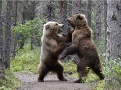 Gấu nâu hoang dã ra đòn hiểm với đồng loại