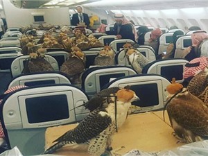 Hoàng tử Saudi mua vé máy bay cho... 80 con chim ưng