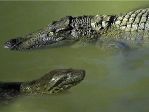 Clip: Trăn khổng lồ tóm gọn cá sấu trong tích tắc