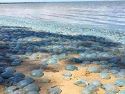 Sứa màu xanh phủ kín bãi biển Australia