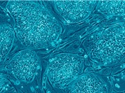 Phát hiện mới: Tìm ra cách sửa tế bào già thành tế bào trẻ