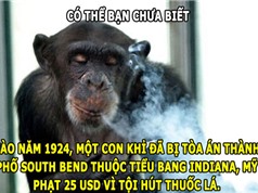 ĐỘC-LẠ: Khỉ bị phạt tiền vì... hút thuốc lá