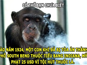 ĐỘC-LẠ: Khỉ bị phạt tiền vì... hút thuốc lá