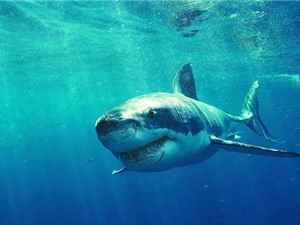 Mexico: 13 con cá mập trong khu giải trí suýt thoát ra ngoài