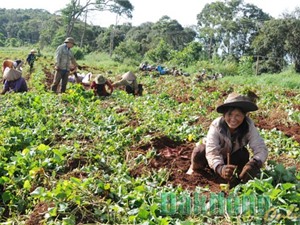 Nông dân Đắk Nông thu lãi vài trăm triệu từ khoai lang Nhật nuôi cấy mô