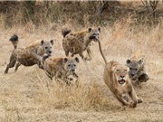 Clip: Linh cẩu đuổi đánh sư tử chạy "trối chết"