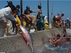Lễ hội săn cá ngừ đẫm máu ở Địa Trung Hải