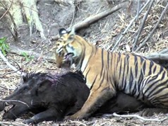 Clip: Màn vật lộn giữa hổ và heo rừng